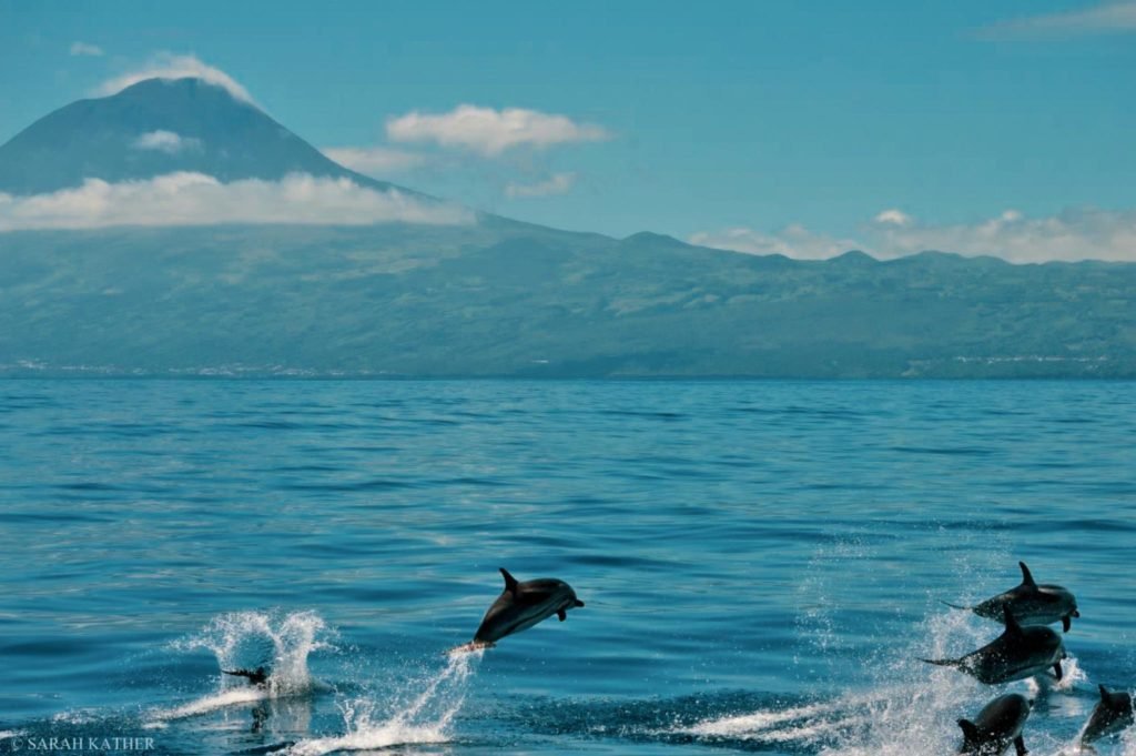 Dolphin jumping on water