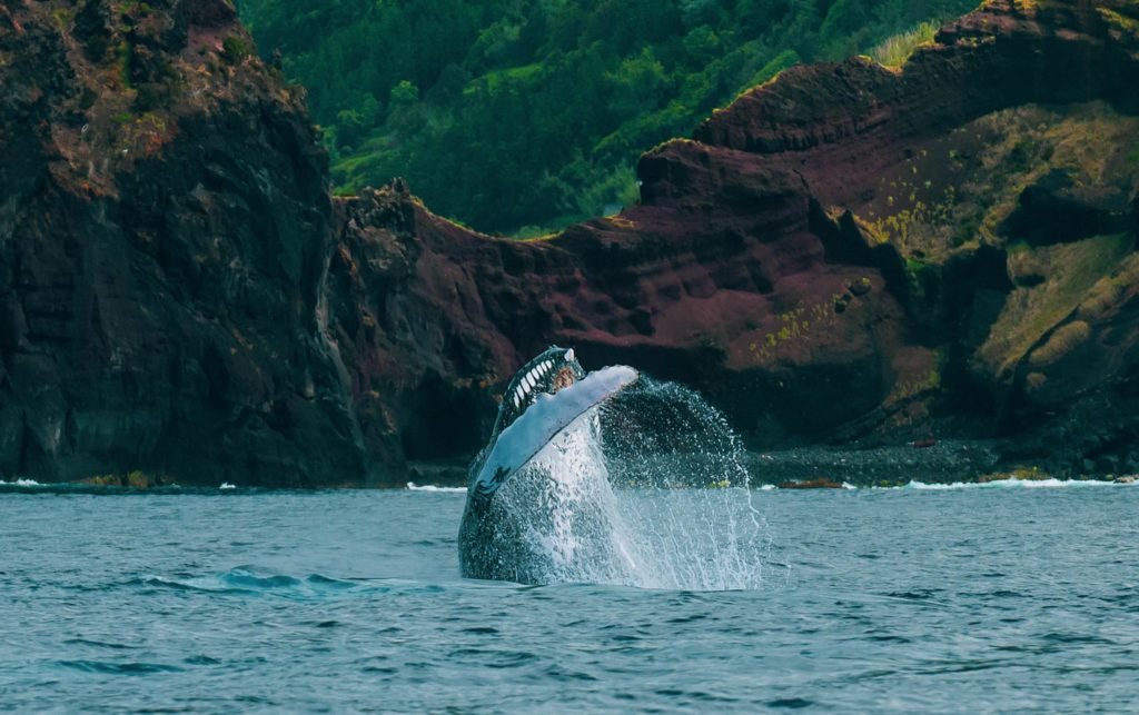 Whale jumping out of the water