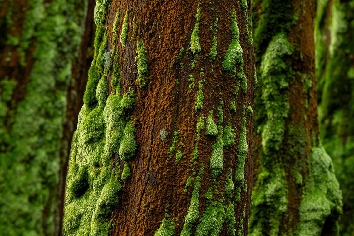 Travel_To_Azores_Islands_Bruno_Azera_Azores_Spirit