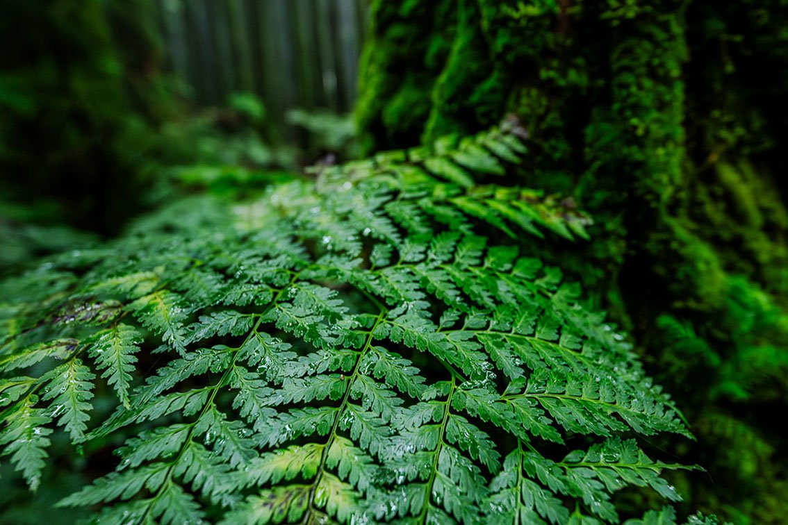 Travel_To_Azores_Islands_Bruno_Azera_Azores_Spirit